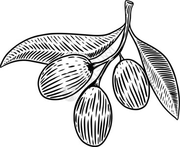 新鲜橄榄用于海报卡片横幅的设计元素矢量图示设计图片