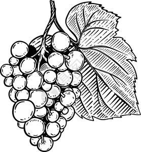 黑色苦味浆果雕刻风格葡萄符号标签菜单的设计元素矢量图插画