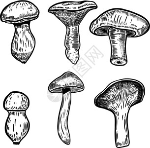 一组手绘蘑菇插图海报徽章符号标签菜单的设计元素矢量插图图片