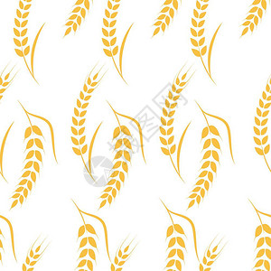 黑麦领域农业小麦背景矢量图示设计插画