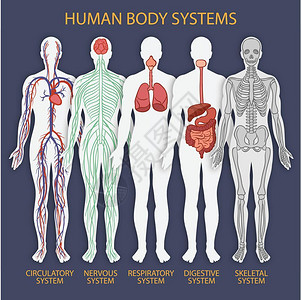 医学身体系统背景图片