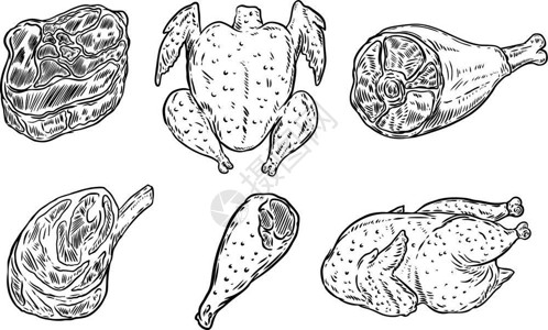 家禽肉类手工绘制的肉类插图插画