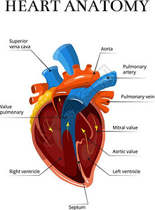 心脏结构心脏部分解剖图插画