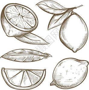 手绘柠檬插图图片