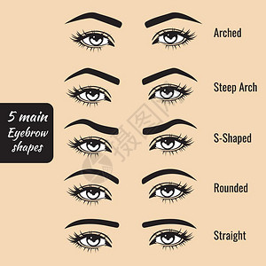 眼睛形状基本眉形状类型矢量说明5时装女浏览设计图片