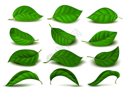 芳香特写镜头绿色茶叶自然新鲜矢量图插画