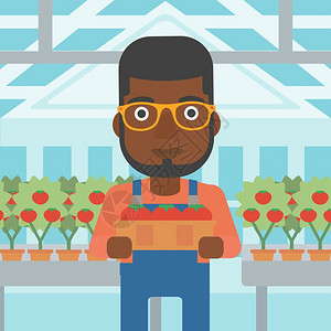 黑人男性在温室里培育番茄卡通矢量插画图片