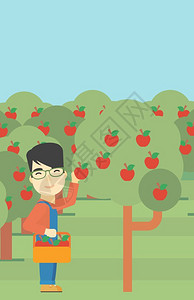 一名在果园摘苹果的农民图片
