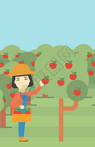 一名在果园摘苹果的女性农民图片