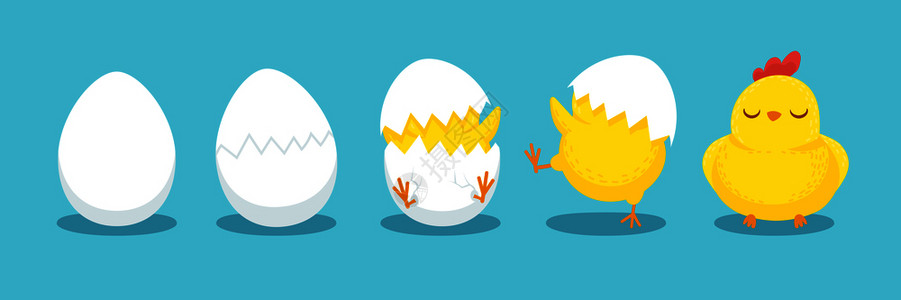 白色母鸡鸡孵蛋的过程卡通矢量图插画