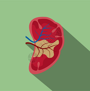 肝囊肿半肾图示用于网络设计图示插画