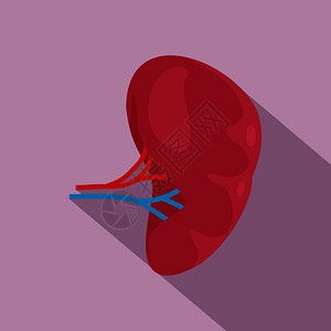 健康肾脏图示病媒图示用于网络设计健康肾脏图示平式高清图片