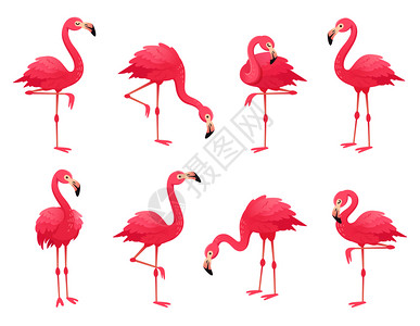 粉红火烈鸟卡通矢量插图高清图片