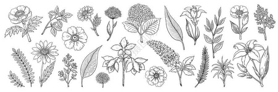 黑白矢量树叶和花束背景背景图片