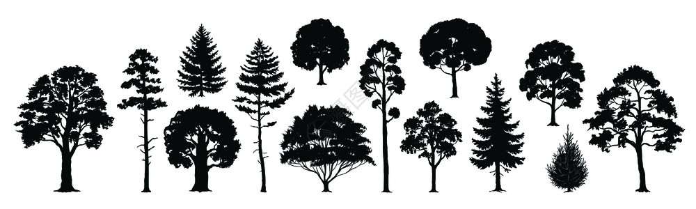 桤木树木矢量元素插图插画