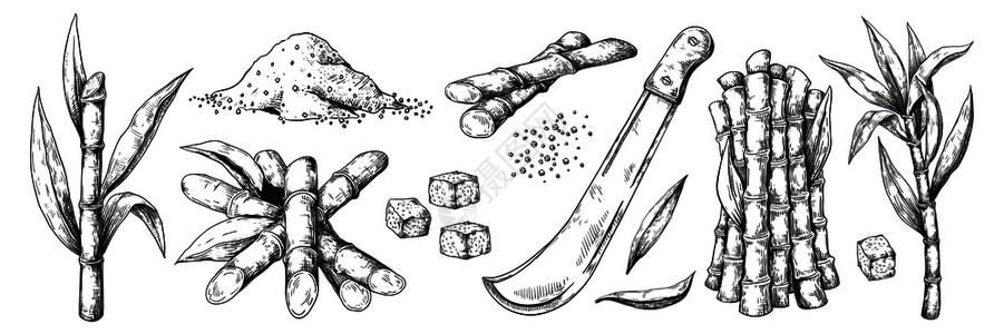 有机黄皮甘蔗草叶和甘蔗天然有机糖种植园古代甘蔗物病媒孤立的收获农业手工抽甘蔗古代植物插画