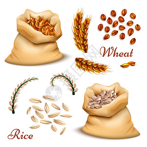 粮食文化墙素材手绘农业谷物矢量设计素材插画