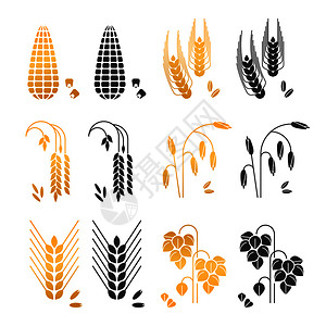 谷物植物大米小麦玉米黑白背景矢量元素插画