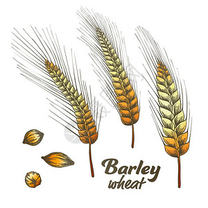 种子面包用于烘烤和酒精业的小麦燕天然成分插画