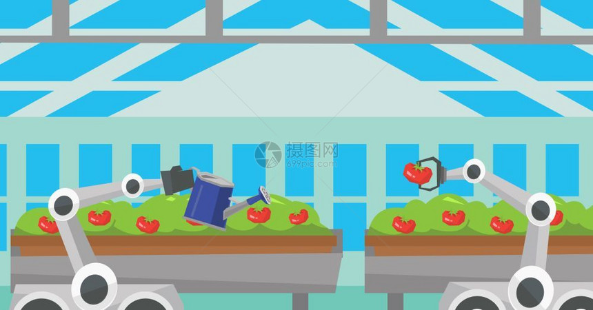 机器人在温室中采摘番茄为番茄浇水卡通矢量插画图片