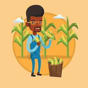 站在玉米地里收集玉米的非洲男人卡通矢量插画图片