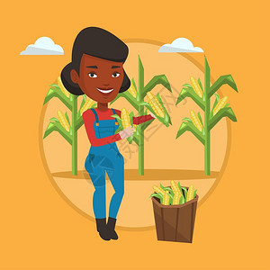 站在玉米地里收集玉米的非洲女性卡通矢量插画图片