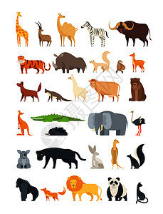 各种野生动物矢量元素插图背景图片