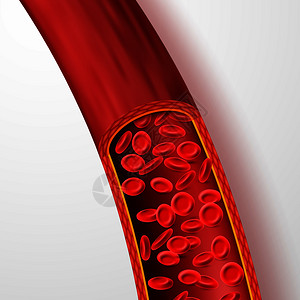 红色血浆血浆孤立矢量图中含有红血细胞的人体管浆孤立矢量图中含有大红血细胞的脉管系统流动液人类心管微生物带有红血细胞的人体管浆孤立矢量图中插画