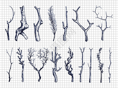 细枝手绘素描树干元素插图设计图片