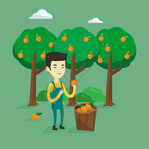 柑橘采摘果树旁的农民插画