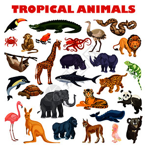 卡通可爱热带动物矢量元素图片