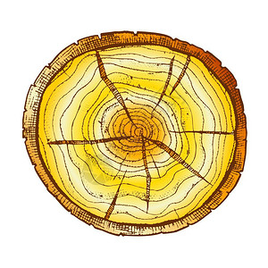 树年轮横切面木桩横截面年轮元素插图插画