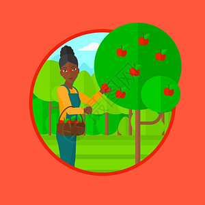 在果园里拿着篮子采集苹果的非洲女孩卡通矢量插画图片
