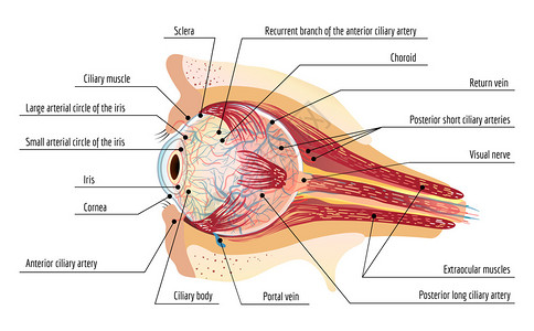 视网膜成像人类眼球成像图插画