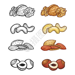 水果组图素描坚果集热门组插图大纲和颜色坚果矢量组图插画