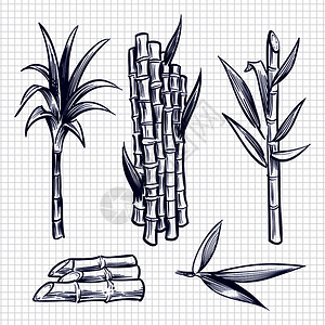 甘蔗种植园甘蔗插画