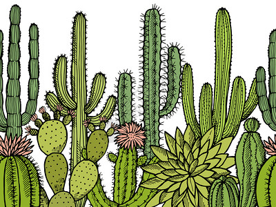矢量手绘野生仙人掌植物插图背景图片