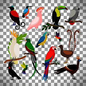长尾鹦鹉透明背景隔离的各种各样热带鸟类插画