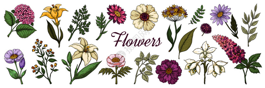 报春用于张贴海报和结婚卡的花朵矢量图插画