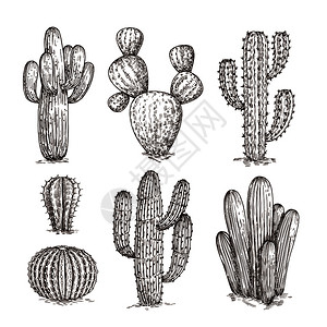 黑白手绘沙漠植物仙人掌矢量元素图片