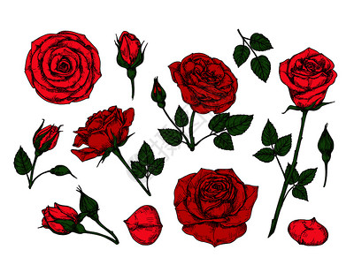 手绘复古红玫瑰矢量插图图片