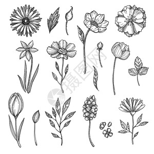 手绘黑白各种花卉和植物插图图片