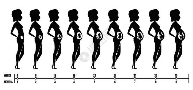 1218个月怀孕阶段幸福母亲的轮廓新生儿母亲的轮廓新生儿怀孕个月活母亲的轮廓婴儿怀孕个月活母亲的个月活母亲的轮廓图活病媒照片插画
