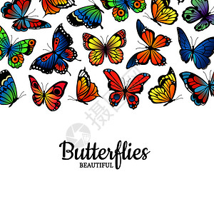 矢量装饰蝴蝶背景插图和海报图片