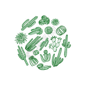 绿色简约圆圈植物手绘野生仙人掌植物背景插画