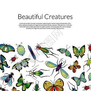 矢量手绘彩色昆虫背景图片