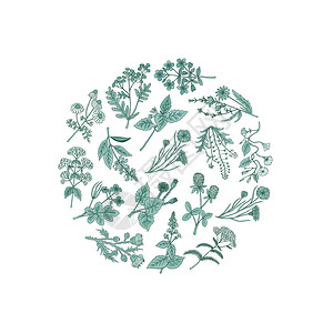 贾尔甘手绘矢量单色植物草药背景插画
