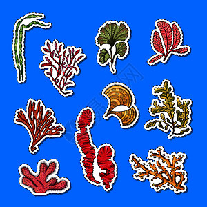 洋车前子壳水下海藻贴纸卡通洋珊瑚插画