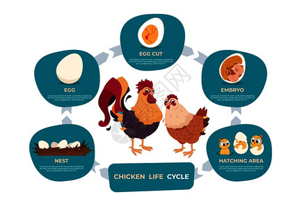 成年动物鸡的一生插画