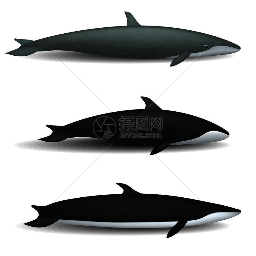3个鲸鱼模型图片